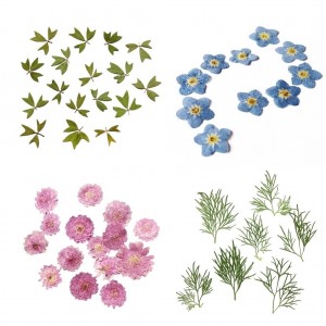 PACK 10Pcs Small Pressed Real Dried Flowers Leaves DIY Jewelry Card Album   302754024333